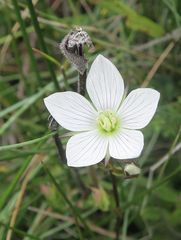 Gentianella cunninghamii