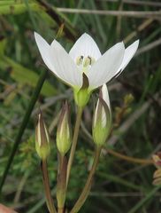 Gentianella cunninghamii
