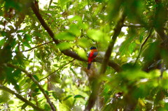 Harpactes duvaucelii