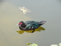 Cairina moschata domestica