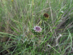 Grindelia pulchella discoidea