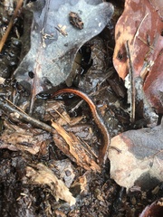 Plethodon ventralis