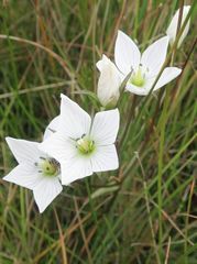 Gentianella cunninghamii
