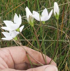 Gentianella cunninghamii