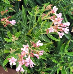 Nerium oleander