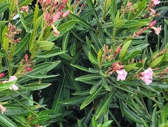 Nerium oleander