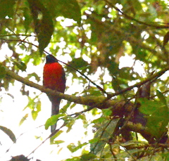 Harpactes duvaucelii