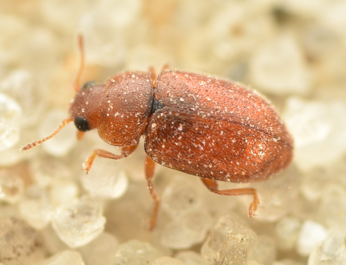 Red Marsh Ladybird, photo 3 of 10