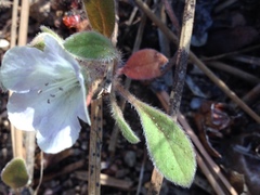 Nemophila pulchella
