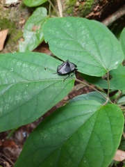 Cypherotylus tigrinus