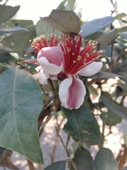 Feijoa