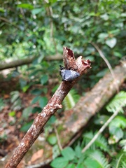 Cypherotylus tigrinus
