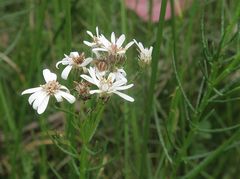 Olearia glandulosa