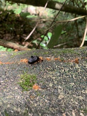 Cypherotylus tigrinus