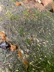 Cypherotylus tigrinus