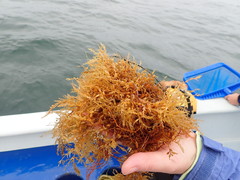 Sargassum horneri