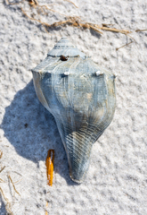 Sinistrofulgur sinistrum