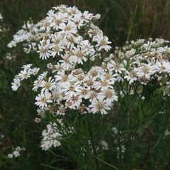 Olearia glandulosa