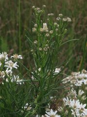 Olearia glandulosa
