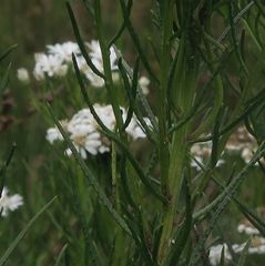 Olearia glandulosa