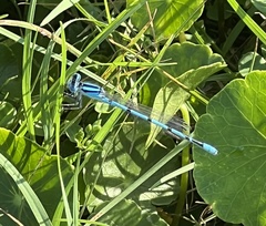 Enallagma doubledayi