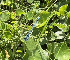 Enallagma doubledayi