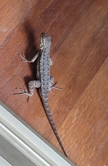 Sceloporus occidentalis