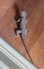 Sceloporus occidentalis