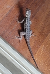 Sceloporus occidentalis