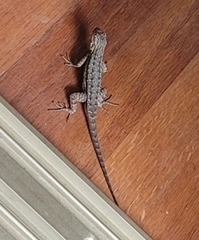 Sceloporus occidentalis