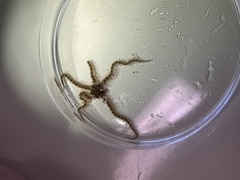 Ophiactoidea