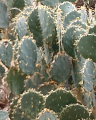 Opuntia alta