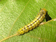 Negritothripa hampsoni