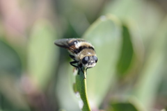 Cephenemyia