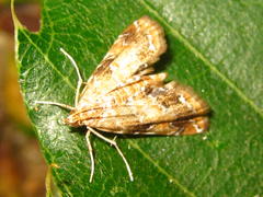 Elophila turbata