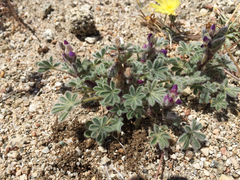 Lupinus concinnus
