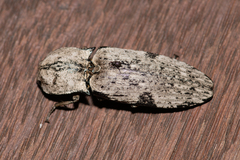 Cyrtobagous salviniae