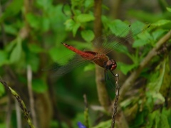 Tramea abdominalis