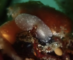 Pseudoceros canadensis