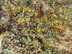 Acmispon procumbens procumbens