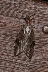 Archichauliodes guttiferus