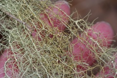 Usnea trichodea