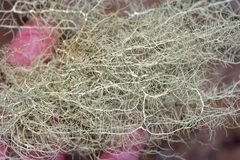 Usnea trichodea