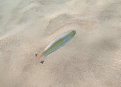 Halichoeres bivittatus