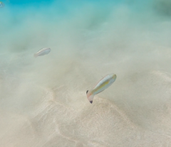 Halichoeres bivittatus