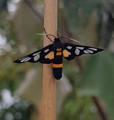 Amata sperbius