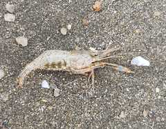 Macrobrachium lantau