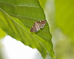 Anageshna primordialis