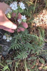 Phacelia