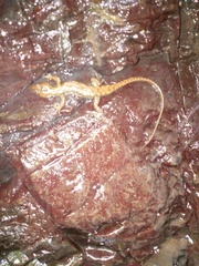 Potamites strangulatus